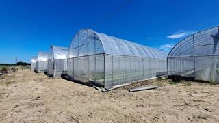 凱米颱風近 高市籲農民加強防範、輕軌護樹整備