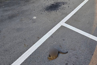 桃市民眾發文附圖分享目睹松鼠釀停電  網友熱議