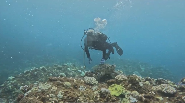 墾丁潛客摸海龜 海巡追查送辦 | 華視新聞