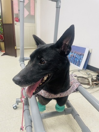 嘉義家畜所救援黑犬前肢全斷 量身訂做復健車