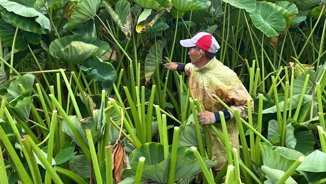 颱風凱米近逼 苗縣公館農民搶收紅棗砍芋頭葉 | 華視新聞