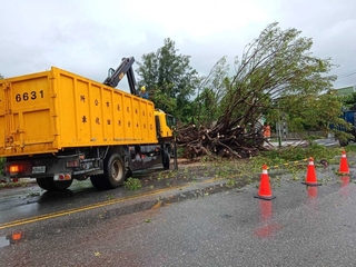 花蓮縣市區7公尺高榕樹傾倒 鄉鎮撤離山區等保全戶