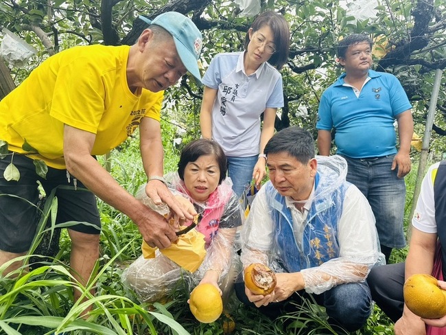 颱風凱米強風豪雨  台中高接梨落果水傷 | 華視新聞