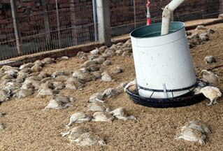 颱風凱米釀災 雲林家禽死亡數逾30萬隻