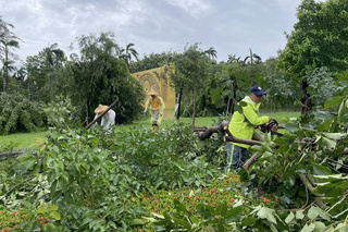 台南水道博物館逾70棵樹倒伏 3天趕工清理順利開館