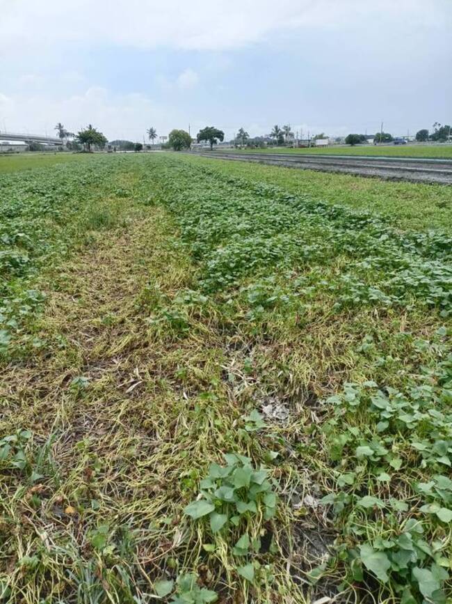 雲林西螺果菜市場到貨量降 估2週後菜價回穩 | 華視新聞