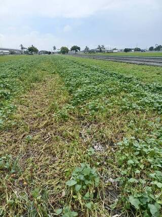 雲林西螺果菜市場到貨量降 估2週後菜價回穩