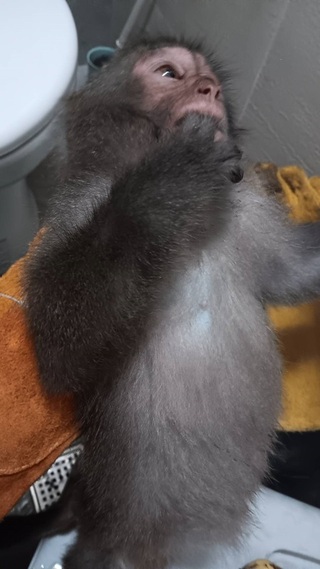 三重有獼猴出沒 新北：用香蕉誘捕安置後野放