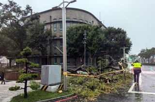 最美麗角落嘉市美術館鳳凰木傾倒  研議原地補植