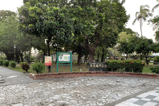 南市南門公園7南洋杉移除惹議 市府：確有安全疑慮