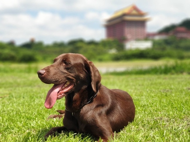 北市搜救犬Uny退役 開放寄養申請 | 華視新聞