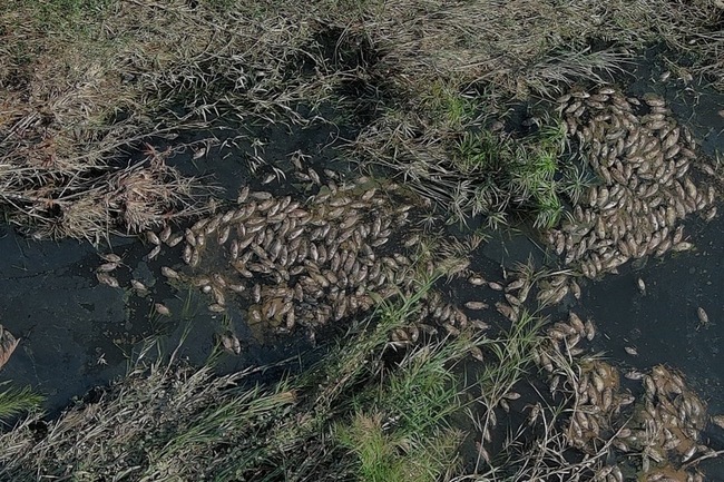 台中大里溪傳惡臭味  淺灘漂浮大片魚屍將清除 | 華視新聞