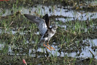 台灣罕見過境鳥 3隻「流蘇鷸」現蹤台南北門農地