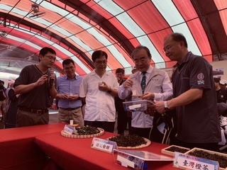 茶改場「臺灣橙茶」新製程  散發獨特花果香