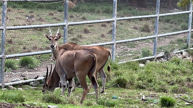 麟洋配奪金 北市動物園推合照羚羊送禮但未含台東 | 華視新聞