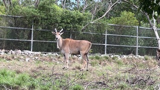 麟洋奪金 北市動物園台東園區跟進合照羚羊送禮