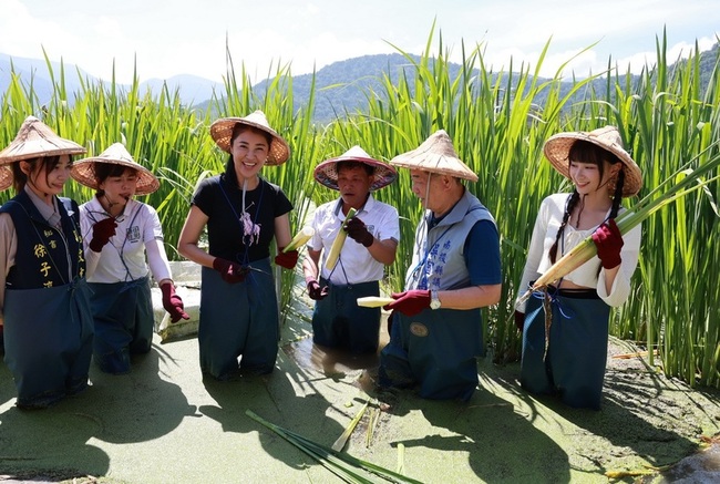 南投埔里行銷茭白筍 邀親子下田體驗樂趣茭點 | 華視新聞