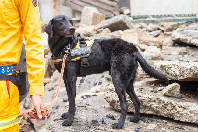 失智老婦新竹市走失 搜救犬Clay成功尋獲 | 華視新聞