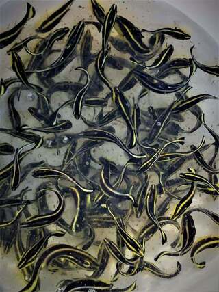 密點少棘胡椒鯛人工繁殖成功 全球首例將躍國際期刊