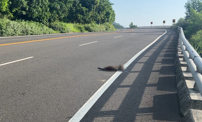 南迴公路太麻里段又見獼猴被撞 民眾憂心數量增加 | 華視新聞