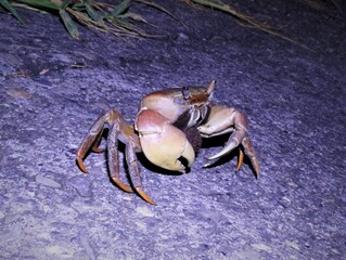 高市援中港濕地陸蟹繁殖季  籲民眾配合巡守交管