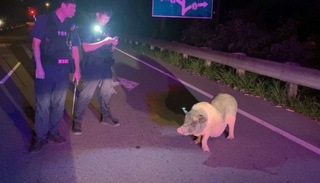 麝香豬遊蕩竹林交流道  新竹縣動保所尋飼主