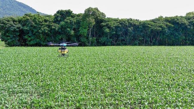 防治玉米害蟲新式蜂球搭配無人機精準投放 更省工 | 華視新聞