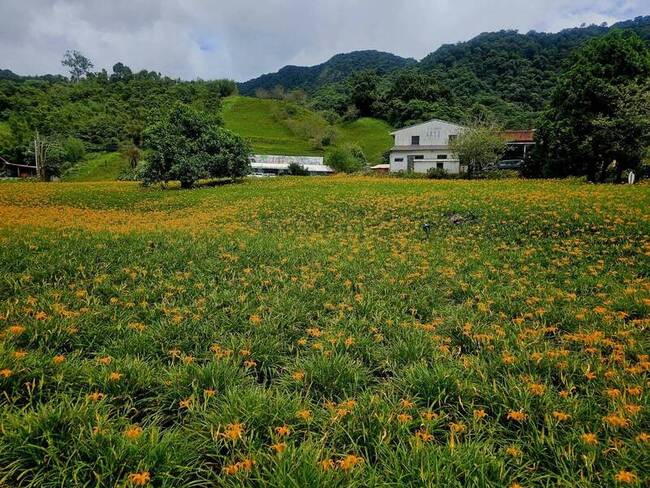 花蓮赤科山金針花開8成 六十石山花況不如預期 | 華視新聞