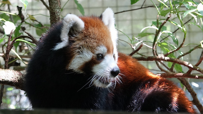 北市動物園辦慰靈祭 緬懷小熊、美可等逝世動物 | 華視新聞