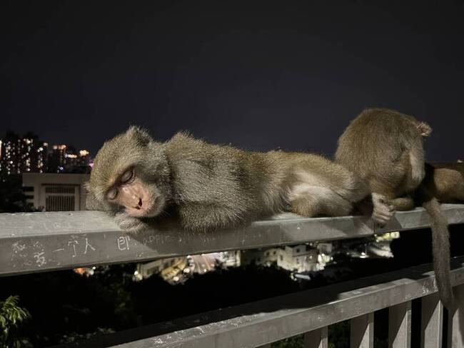 防人猴衝突 高雄壽山動物園提供防猴包租借 | 華視新聞