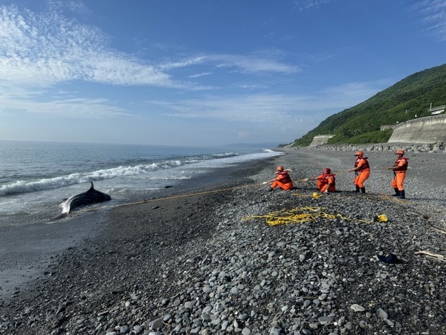 南迴海邊鯨鯊擱淺亡 112年同時地也發生將解剖調查 | 華視新聞