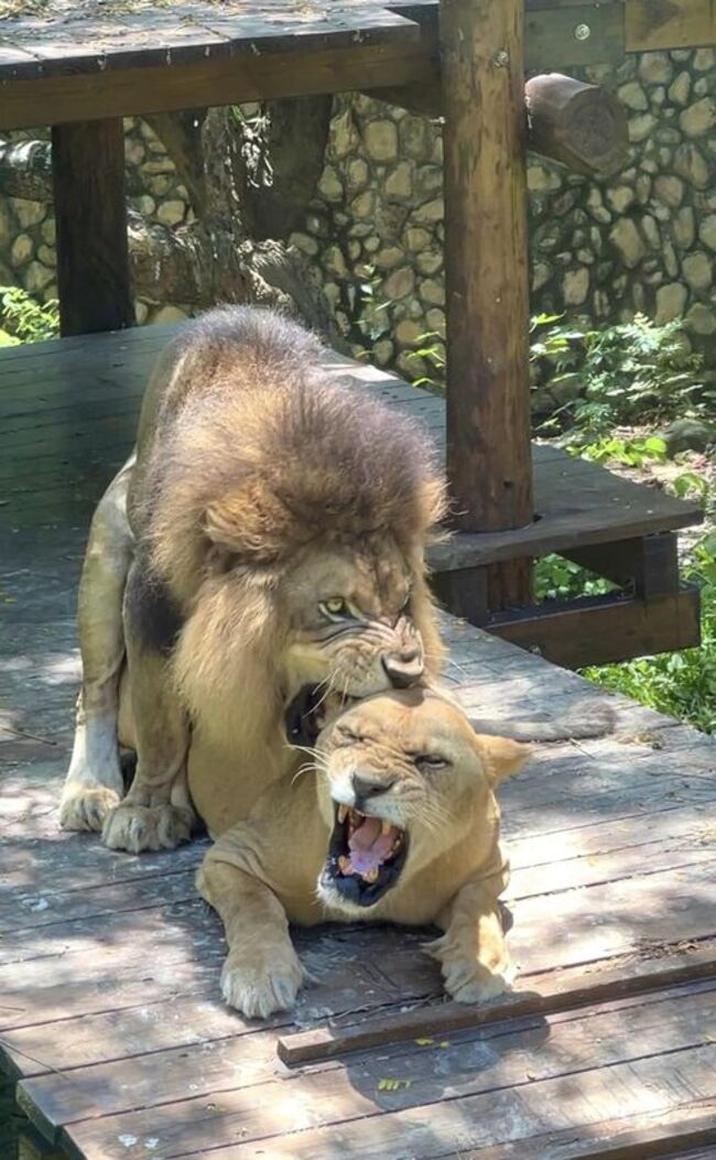 壽山動物園母獅正值發情期 交配畫面引話題 | 華視新聞