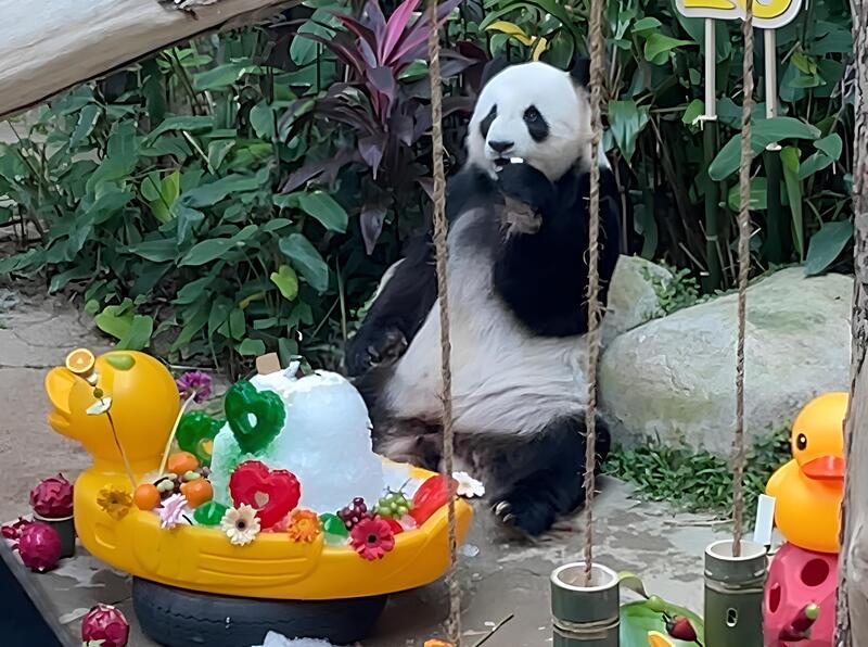 馬來西亞大貓熊興興靚靚慶生 享用生日大餐