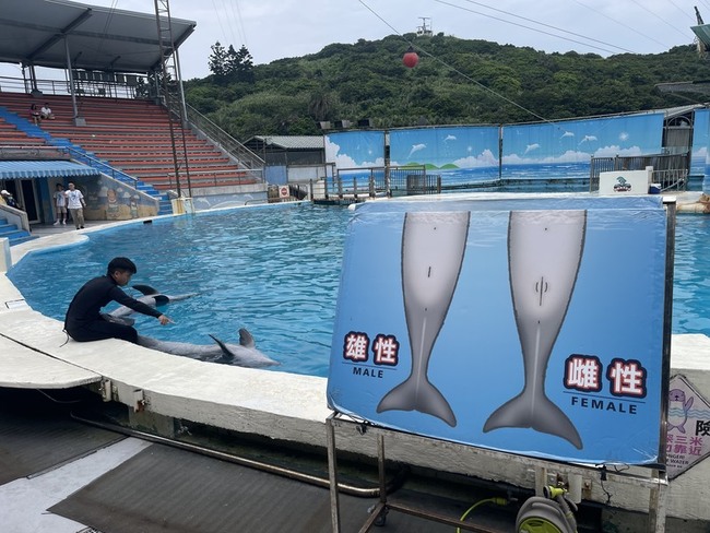 野柳海洋世界體認動保趨勢  海豚秀轉型動態展示 | 華視新聞