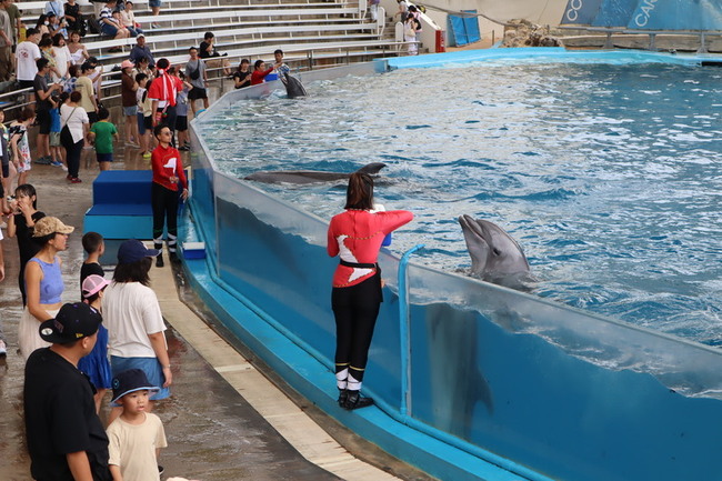 遠雄海洋公園海豚秀1年後落幕 轉型救援教育基地 | 華視新聞