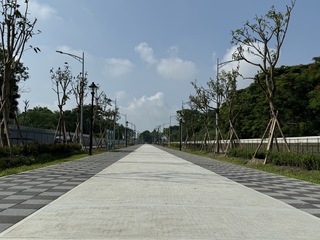 雲林虎尾芒果大道工程進度6成  力拚農曆年前通車