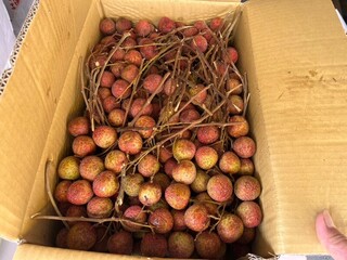 北市抽驗蔬果 多件九層塔、荔枝殘留農藥超標