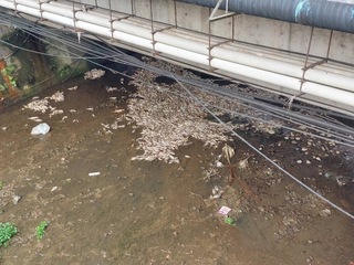 基隆鶯歌溪逾萬隻魚暴斃  疑天熱水位降低缺氧