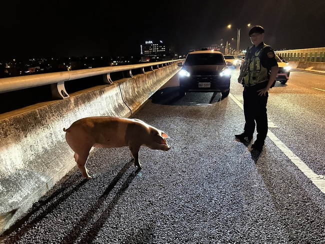 台74線台中霧峰段豬隻掉落逃竄  警圍捕恢復交通 | 華視新聞