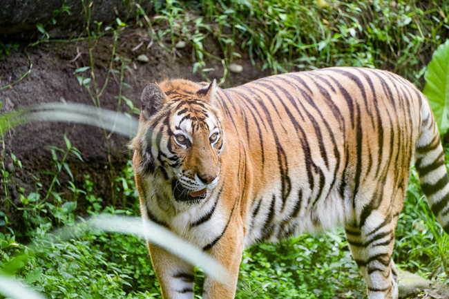 北市動物園3老友離世  再無美洲野牛、孟加拉虎 | 華視新聞