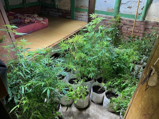 3男嘉縣偏鄉種大麻逾300株 居民察覺報警抓人 | 華視新聞