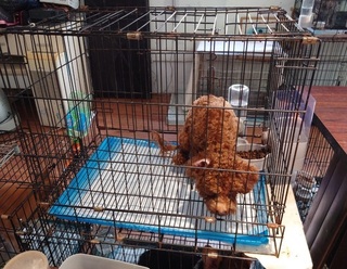 民宅10品種犬長期關籠挨罰  北市查送養疑超收費