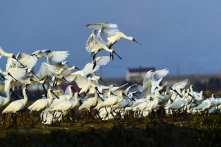 2024台南黑面琵鷺保育季 預定10/20開鑼