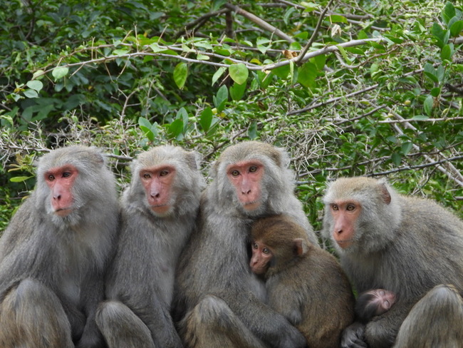 與猴共好  國家公園積累野生動物管理經驗 | 華視新聞