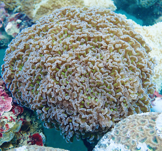 海大研究團隊新發現  錨形紋葉珊瑚會變性