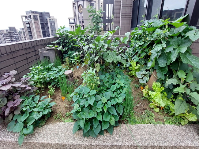 新北52社區獲低碳標章授證 綠屋頂種菜降室溫 | 華視新聞