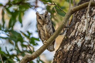 彰化二水石虎現蹤 路過9秒鐘驚艷畫面鏡頭清晰捕捉