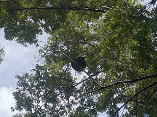 玉山瓦拉米步道虎頭蜂頻出沒 摘除蜂巢仍要注意