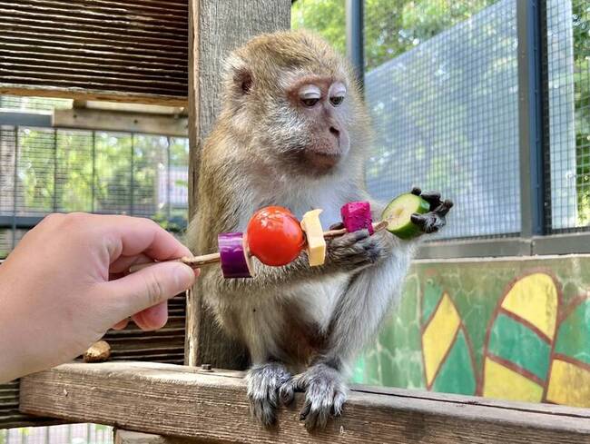 壽山動物園「野營派對」 烤肉風食物串讓動物過中秋 | 華視新聞