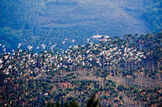 中秋前夕嘉縣現「萬鷺朝鳳」美景 宛如白龍繞山谷
